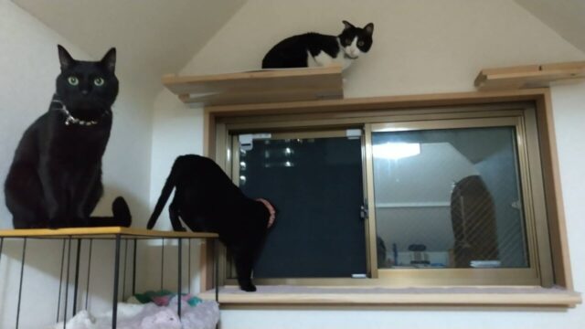 猫窓交換 猫ちゃんたち